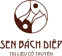 Sen Bách Diệp - Trị liệu cổ truyền